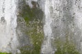 Concrete wall with grunge texture and moss green algae Royalty Free Stock Photo