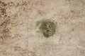 Concrete wall with grunge texture and moss green algae Royalty Free Stock Photo