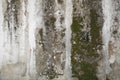 Concrete wall with grunge texture and moss green algae , texture Royalty Free Stock Photo