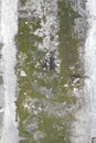 Concrete wall with grunge texture and moss green algae , texture Royalty Free Stock Photo