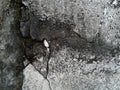 Concrete wall. Image includes a effect the black and white tones Royalty Free Stock Photo