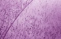 Condensation drops texture in purple tone Royalty Free Stock Photo