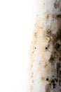 Condensation Dry Rot Fungus on White Paint Royalty Free Stock Photo