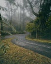 the condition of the road in the middle of the forest after the rain, a little foggy