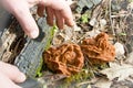 Conditionally Edible Gyromitra Morel Mushroom At Nature Background With Hands And Knife Close Up
