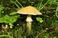 conditionally edible mushroom growing in moss summer forest