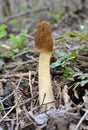 Conditionally edible mushroom Verpa bohemica grows in the spring forest Royalty Free Stock Photo