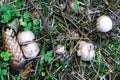 Conditionally edible row mushrooms,at the edge of the forest in the grass Royalty Free Stock Photo