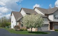 Condo Crabapple Tree in Full Bloom in Spring Royalty Free Stock Photo