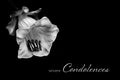 Condolence card with Cathedral bell flower illustration isolated on black background with copy space