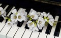 Condolence card - flower on piano Royalty Free Stock Photo