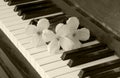 Condolence card - flowers on piano Royalty Free Stock Photo