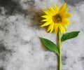 Condolence card - yellow sunflower Royalty Free Stock Photo