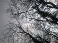 condolences trees grey silence sky branches twigs