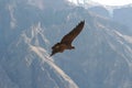 Condor Royalty Free Stock Photo