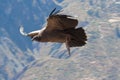 Condor Royalty Free Stock Photo