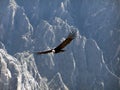 Condor Royalty Free Stock Photo