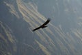 Condor in Colca canyon,Peru Royalty Free Stock Photo