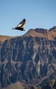 Condor in Colca canyon Peru