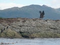 Condor and colony of Magellanic or rock cormorants, Beagle Channel, Patagonia Royalty Free Stock Photo