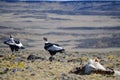 Condor eating some pray in Patagonia Royalty Free Stock Photo