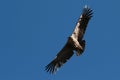 Condor flying Royalty Free Stock Photo
