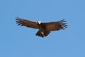 Condor flying 3 Royalty Free Stock Photo