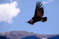 Condor flying above Colca canyon Royalty Free Stock Photo