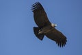 Condor flying Royalty Free Stock Photo