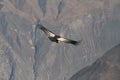 Condor flying through canyon Royalty Free Stock Photo