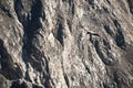condor flying in rocks Royalty Free Stock Photo