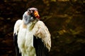 Condor showing its beautiful white plumage