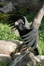 Condor on the stone. Royalty Free Stock Photo