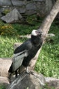Condor on the stone. Royalty Free Stock Photo
