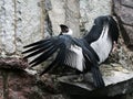 Condor on the stone. Royalty Free Stock Photo