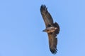 Condors flying in Colca Canyon, Peru Royalty Free Stock Photo