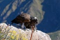 Condors in Colca Canyon, Peru Royalty Free Stock Photo