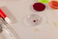 Conducting science experiment, student using petri dish and pipette in high school lab Royalty Free Stock Photo
