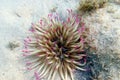 Golden anemone -( Condylactis aurantiaca ), sea anemone in to the Mediterranean sea