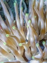 Condylactis gigantea, Giant Golden Anemone,