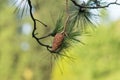 Cone of an Aleppo pine Royalty Free Stock Photo