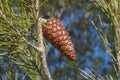 Cone of Aleppo Pine Royalty Free Stock Photo