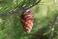 Cone of an Aleppo pine Royalty Free Stock Photo