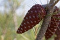 Cone of an Aleppo pine Royalty Free Stock Photo