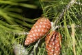 Cone of an Aleppo pine Royalty Free Stock Photo