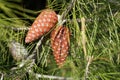 Cone of an Aleppo pine Royalty Free Stock Photo
