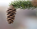 Cone of the Balsam fir Royalty Free Stock Photo