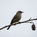 Cone. The bird features dull brown and gray plumage and is gazing to Royalty Free Stock Photo
