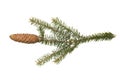 Cone with a branch of European spruce Picea abies isolated on a white background, clipping path, no shadows. Botanical illustrat