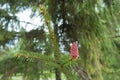 Cone on branch of Norway spruce